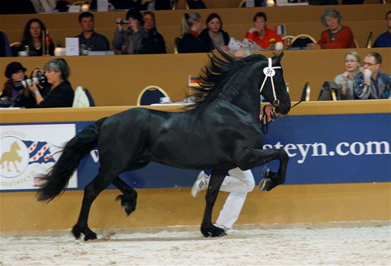 JH Friesian Horses